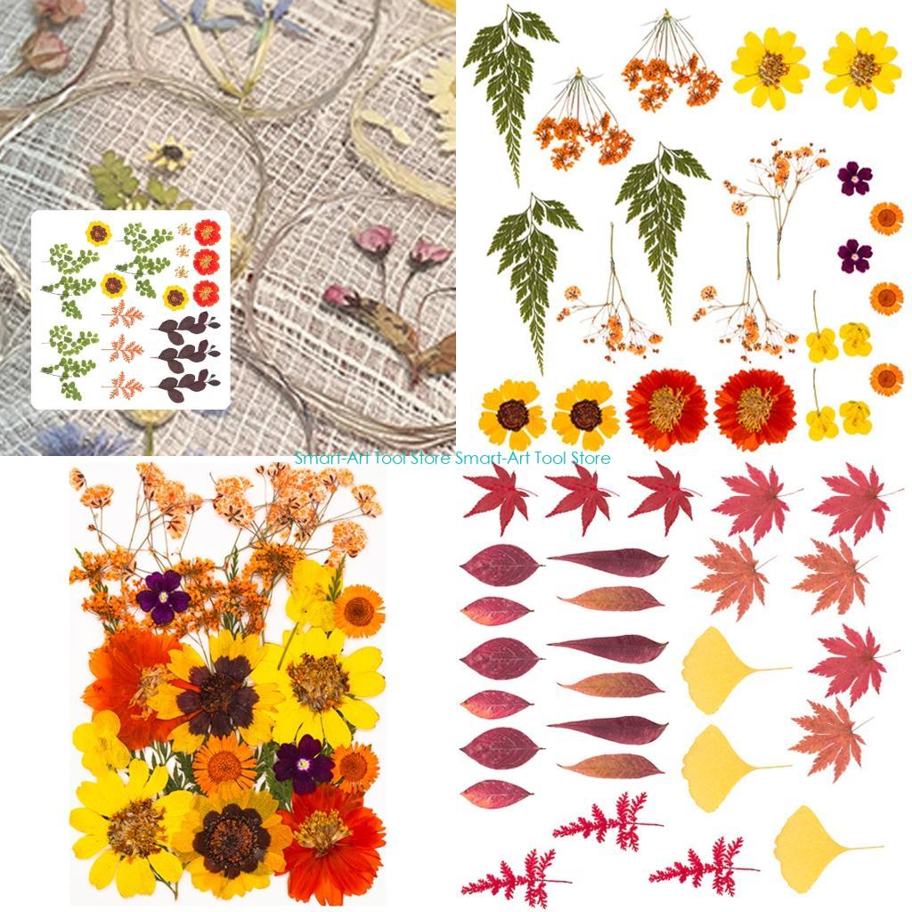 E1PB Natural Dry Flower Leaves - Art Craft Leaves 评论和价格
