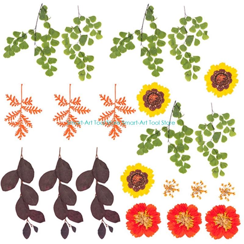 E1PB Natural Dry Flower Leaves - Art Craft Leaves 评论和价格