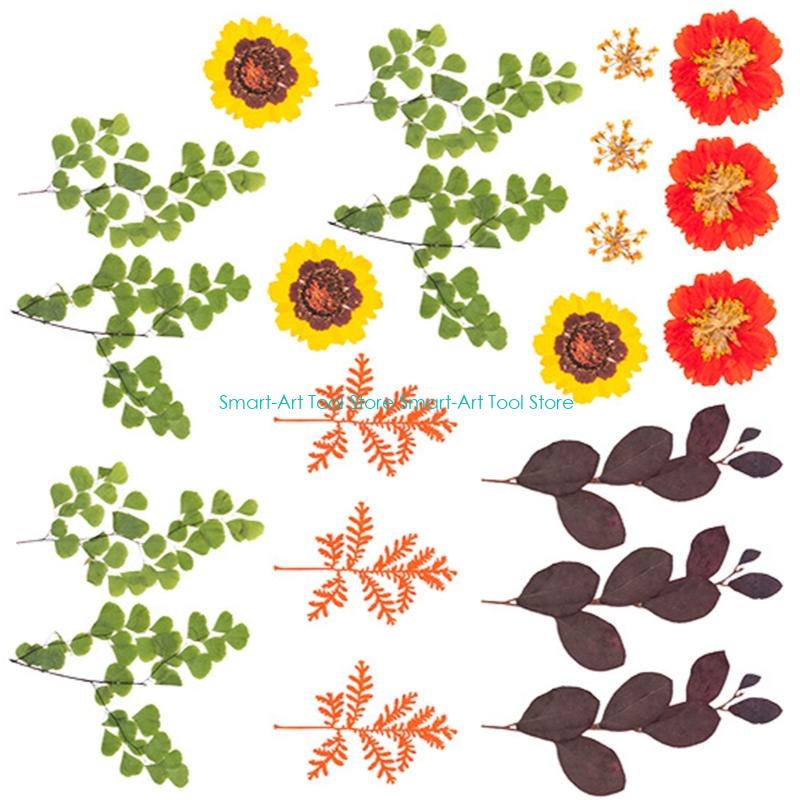E1PB Natural Dry Flower Leaves - Art Craft Leaves 评论和价格
