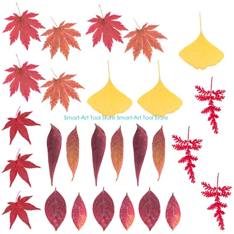 E1PB Natural Dry Flower Leaves - Art Craft Leaves 评论和价格